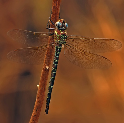 Male
2005_04_06_Early